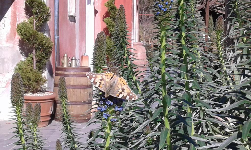 Agriturismo Gocce Di Luna Celle Ligure Εξωτερικό φωτογραφία